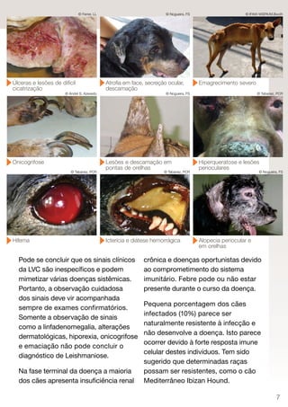 © Ferrer, LL                            © Nogueira, FS                     © IFAW-WSPA/M.Booth




Úlceras e lesões de difícil                  Atroﬁa em face, secreção ocular,          Emagrecimento severo
cicatrização                                 descamação
                      © André S. Azevedo                              © Nogueira, FS                           © Tabanez, PCR




Onicogrifose                                 Lesões e descamação em                    Hiperqueratose e lesões
                                             pontas de orelhas                         perioculares
                         © Tabanez, PCR                              © Tabanez, PCR                             © Nogueira, FS




Hifema                                       Icterícia e diátese hemorrágica           Alopecia periocular e
                                                                                       em orelhas

  Pode se concluir que os sinais clínicos                   crônica e doenças oportunistas devido
  da LVC são inespecíficos e podem                          ao comprometimento do sistema
  mimetizar várias doenças sistêmicas.                      imunitário. Febre pode ou não estar
  Portanto, a observação cuidadosa                          presente durante o curso da doença.
  dos sinais deve vir acompanhada
                                                            Pequena porcentagem dos cães
  sempre de exames confirmatórios.
                                                            infectados (10%) parece ser
  Somente a observação de sinais
                                                            naturalmente resistente à infecção e
  como a linfadenomegalia, alterações
                                                            não desenvolve a doença. Isto parece
  dermatológicas, hiporexia, onicogrifose
                                                            ocorrer devido à forte resposta imune
  e emaciação não pode concluir o
                                                            celular destes indivíduos. Tem sido
  diagnóstico de Leishmaniose.
                                                            sugerido que determinadas raças
  Na fase terminal da doença a maioria                      possam ser resistentes, como o cão
  dos cães apresenta insuficiência renal                    Mediterrâneo Ibizan Hound.

                                                                                                                          7
 