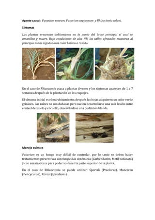 Agente causal: Fusarium roseum, Fusarium oxysporum y Rhizoctonia solani.

Síntomas

Las plantas presentan doblamiento en la punta del brote principal el cual se
amarillea y muere. Bajo condiciones de alta HR, los tallos afectados muestran al
principio zonas algodonosas color blanco a rosado.




En el caso de Rhizoctonia ataca a plantas jóvenes y los síntomas aparecen de 1 a 7
semanas después de la plantación de los esquejes.

El síntoma inicial es el marchitamiento; después las hojas adquieren un color verde
grisáceo. Las raíces no son dañadas pero suelen desarrollarse una sola lesión entre
el nivel del suelo y el cuello, observándose una pudrición blanda.




Manejo químico

Fusarium es un hongo muy difícil de controlar, por lo tanto se deben hacer
tratamientos preventivos con fungicidas sistémicos (Carbendazim, Metil tiofanato)
y con enraizadores para poder sostener la parte superior de la planta.

En el caso de Rhizoctonia se puede utilizar: Sportak (Procloraz), Monceren
(Pencycuron), Rovral (Iprodiona).
 