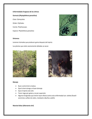 Enfermedades fungosas de los cítricos

Gomosis (Phytophthora parasítica)

Clase: Oomycetes

Orden: Pythiales

Famila: Phythiaceaes

Especie: Phytohthora parasítica



Síntomas

Lesiones húmedas que producen goma después del injerto

Las plantas que están severamente dañadas se secan




Manejo

        Buen control de la maleza
        Que la tierra tenga un buen drenaje
        Que el injerto este alto
        Tener riego por goteo y no por aspersión
        Algunos fungicidas que tienen buen efecto contra esta enfermedad son: aliette (fosetil
         aluminio), sulfato de cobre, metalaxil y Bacillus subtilis



Mancha foliar (Alternaria citri)
 