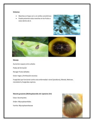 Síntomas

        Manchas en hojas con o sin anillos concéntricos
        Puede presentar estas manchas en los frutos o
         estar dentro de el.




Manejo

Aumentar espacio entre arboles

Podas de formación

Recoger frutos dañados

Evitar riegos y fertilización excesiva

Fungicidas que funcionan contra esta enfermedad: rovral (iprodiona), Maneb, Metiram,
clorotalonil y fungicidas cúpricos.




Mancha grasienta (Michosphaerella citri: Spetoria citri)

Clase: Ascomycetes

Orden: Mycosphaerellales

Familia: Mycosphaerellaceae
 