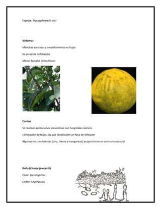 Especie: Mycosphaerella citri




Síntomas

Manchas aceitosas y amarillamiento en hojas

Se presenta defoliación

Menor tamaño de los frutos




Control

Se realizan aplicaciones preventivas con fungicidas cúpricos

Eliminación de hojas, las que constituyen un foco de infección

Algunos micronutrientes (zinc, hierro y manganeso) proporcionan un control sustancial




Roña (Elsinoe fawcettii)

Clase: Ascomycetes

Orden: Myringiales
 
