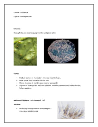 Familia: Elsinoaceae

Especie: Elsinoe fawcettii




Síntomas

Hojas y frutos con lesiones que presentan un tipo de relieve




Manejo

        Producir plantas en invernadero evitando mojar las hojas.
        Evitar que el riego toque la copa del árbol
        Menor densidad de siembra para mejorar la aireación
        Algunos de los fungicidas efectivos: captafol, benomilo, carbendazim, difenoconazole,
         ferbam y cobres.




Melanosis (Diaporthe citri: Phomopsis citri)

Síntomas

        Las hojas y frutos presentan puntos negros a
         manera de caca de mosca
 