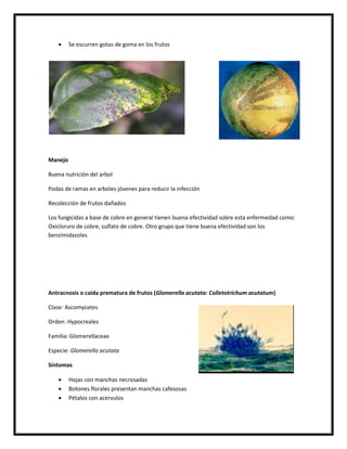      Se escurren gotas de goma en los frutos




Manejo

Buena nutrición del arbol

Podas de ramas en arboles jóvenes para reducir la infección

Recolección de frutos dañados

Los fungicidas a base de cobre en general tienen buena efectividad sobre esta enfermedad como:
Oxicloruro de cobre, sulfato de cobre. Otro grupo que tiene buena efectividad son los
benzimidazoles




Antracnosis o caída prematura de frutos (Glomerella acutata: Colletotrichum acutatum)

Clase: Ascomycetes

Orden: Hypocreales

Familia: Glomerellaceae

Especie: Glomerella acutata

Síntomas

        Hojas con manchas necrosadas
        Botones florales presentan manchas cafesosas
        Pétalos con acervulos
 