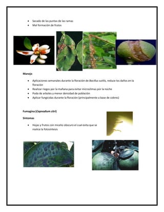      Secado de las puntas de las ramas
        Mal formación de frutos




Manejo

        Aplicaciones semanales durante la floración de Bacillus sutilis, reduce los daños en la
         floración
        Realizar riegos por la mañana para evitar microclimas por la noche
        Poda de arboles y menor densidad de población
        Aplicar fungicidas durante la floración (principalmente a base de cobres)



Fumagina (Capnodium citri)

Síntomas

        Hojas y frutos con micelio obscuro el cual evita que se
         realice la fotosíntesis
 