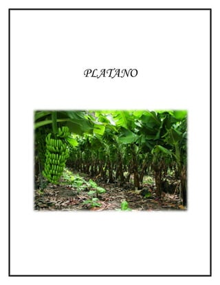 PLATANO
 