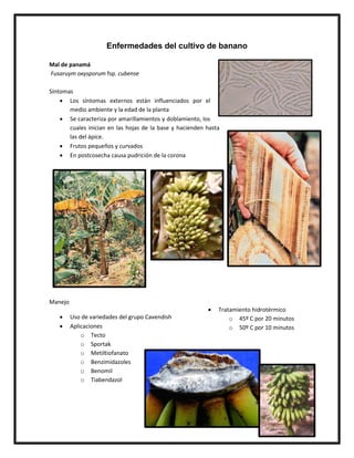 Enfermedades del cultivo de banano

Mal de panamá
Fusaruym oxysporum fsp. cubense

Síntomas
     Los síntomas externos están influenciados por el
       medio ambiente y la edad de la planta
     Se caracteriza por amarillamientos y doblamiento, los
       cuales inician en las hojas de la base y hacienden hasta
       las del ápice.
     Frutos pequeños y curvados
     En postcosecha causa pudrición de la corona




Manejo
                                                             Tratamiento hidrotérmico
        Uso de variedades del grupo Cavendish                    o 45º C por 20 minutos
        Aplicaciones                                             o 50º C por 10 minutos
             o Tecto
             o Sportak
             o Metiltiofanato
             o Benzimidazoles
             o Benomil
             o Tiabendazol
 