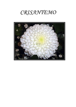 CRISANTEMO
 