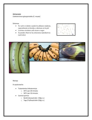 Antracnosis
Colletotrichum gloesporioides (C. musae)



Síntomas
     Se vuelve evidente cuando los plátanos maduran,
       especialmente en heridas y aberturas en la piel
     Lesiones circulares café oscuro a negro
     Se pueden observar las estructuras reproductivas
       (acérvulos)




Manejo

En postcosecha

        Tratamientos hidrotermicos
             o 45º C por 20 minutos
             o 50º C por 10 minutos
        Control químico
             o Bankit (Azoxystrobin 250g i.a.)
             o Tega (Tryfloxystrobin 250g i.a.)
 