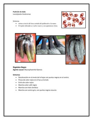Pudrición de dedo
Lasiodiplodia theobromae



Síntomas
     entran a través del área cortada del pedúnculo o la mano.
     El tejido infectado se vuelve suave y con apariencia vítrea.




Sigatoka Negra
Agente causal: Mycosphaerella fijiensis

Síntomas
     Decoloración en el envés de la hojas con puntos negros en el centro
     Pizcas de color rojizo en el haz y el envés
     Estría de color rojizo
     Mancha color café negro
     Mancha con halo clorótico
     Mancha con centro gris, con puntos negros oscuros
 