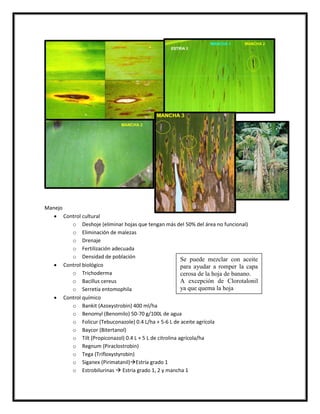Manejo
    Control cultural
        o Deshoje (eliminar hojas que tengan más del 50% del área no funcional)
        o Eliminación de malezas
        o Drenaje
        o Fertilización adecuada
        o Densidad de población                         Se puede mezclar con aceite
    Control biológico                                  para ayudar a romper la capa
        o Trichoderma                                   cerosa de la hoja de banano.
        o Bacillus cereus                               A excepción de Clorotalonil
        o Serretia entomophila                          ya que quema la hoja
    Control químico
        o Bankit (Azoxystrobin) 400 ml/ha
        o Benomyl (Benomilo) 50-70 g/100L de agua
        o Folicur (Tebuconazole) 0.4 L/ha + 5-6 L de aceite agrícola
        o Baycor (Bitertanol)
        o Tilt (Propiconazol) 0.4 L + 5 L de citrolina agrícola/ha
        o Regnum (Piraclostrobin)
        o Tega (Trifloxystyrobin)
        o Siganex (Pirimatanil)Estría grado 1
        o Estrobilurinas  Estria grado 1, 2 y mancha 1
 