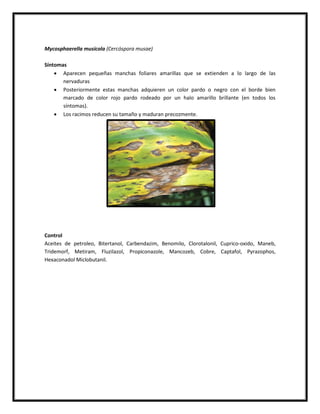 Mycosphaerella musícola (Cercóspora musae)

Síntomas
     Aparecen pequeñas manchas foliares amarillas que se extienden a lo largo de las
       nervaduras
     Posteriormente estas manchas adquieren un color pardo o negro con el borde bien
       marcado de color rojo pardo rodeado por un halo amarillo brillante (en todos los
       síntomas).
     Los racimos reducen su tamaño y maduran precozmente.




Control
Aceites de petroleo, Bitertanol, Carbendazim, Benomilo, Clorotalonil, Cuprico-oxido, Maneb,
Tridemorf, Metiram, Fluzilazol, Propiconazole, Mancozeb, Cobre, Captafol, Pyrazophos,
Hexaconadol Miclobutanil.
 