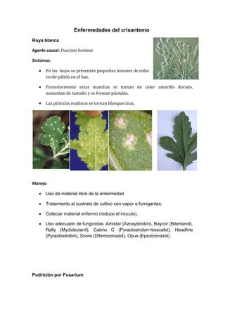 Enfermedades del crisantemo
Roya blanca

Agente causal: Puccinia horiana

Síntomas:

      En las hojas se presentan pequeñas lesiones de color
       verde pálido en el haz.

      Posteriormente estas manchas se tornan de color amarillo dorado,
       aumentan de tamaño y se forman pústulas.

      Las pústulas maduras se tornan blanquecinas.




Manejo

      Uso de material libre de la enfermedad

      Tratamiento al sustrato de cultivo con vapor o fumigantes.

      Colectar material enfermo (reduce el inoculo).

      Uso adecuado de fungicidas: Amistar (Azoxystrobin), Baycor (Bitertanol),
       Rally (Myclobutanil), Cabrio C (Pyraclostrobin+boscalid), Headline
       (Pyraclostrobin), Score (Difenoconazol), Opus (Epoxiconazol).




Pudrición por Fusarium
 