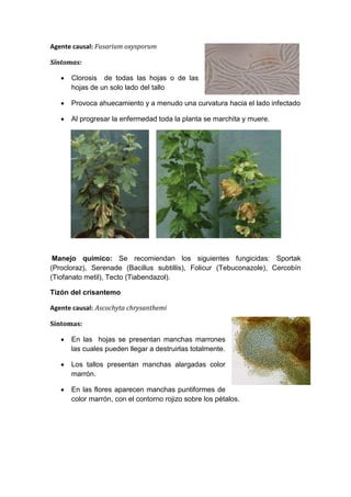 Agente causal: Fusarium oxysporum

Síntomas:

      Clorosis de todas las hojas o de las
       hojas de un solo lado del tallo

      Provoca ahuecamiento y a menudo una curvatura hacia el lado infectado

      Al progresar la enfermedad toda la planta se marchita y muere.




 Manejo químico: Se recomiendan los siguientes fungicidas: Sportak
(Procloraz), Serenade (Bacillus subtillis), Folicur (Tebuconazole), Cercobín
(Tiofanato metil), Tecto (Tiabendazol).

Tizón del crisantemo

Agente causal: Ascochyta chrysanthemi

Síntomas:

      En las hojas se presentan manchas marrones
       las cuales pueden llegar a destruirlas totalmente.

      Los tallos presentan manchas alargadas color
       marrón.

      En las flores aparecen manchas puntiformes de
       color marrón, con el contorno rojizo sobre los pétalos.
 