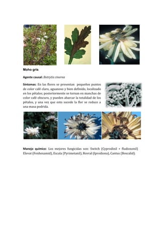Moho gris

Agente causal: Botrytis cinerea

Síntomas: En las flores se presentan pequeños puntos
de color café claro, aguanoso y bien definido, localizado
en los pétalos; posteriormente se tornan en manchas de
color café obscuro, y pueden abarcar la totalidad de los
pétalos, y una vez que esto sucede la flor se reduce a
una masa podrida.




Manejo químico: Los mejores fungicidas son: Switch (Cyprodinil + fludioxonil)
Elevat (Fenhexamid), Escala (Pyrimetanil), Rovral (Iprodiona), Cantus (Boscalid).
 