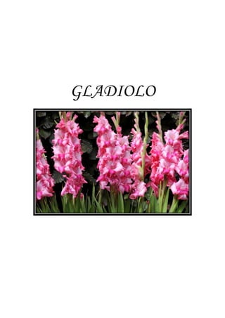 GLADIOLO
 