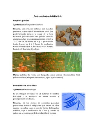 Enfermedades del Gladiolo
Roya del gladiolo

Agente causal: Uromyces transversalis

Síntomas: Los primeros síntomas son manchas
pequeñas y amarillentas formadas en hojas que
posteriormente rompen la pared de la hoja
formando protuberancias con polvillo amarillo
anaranjado. Las uredosporas germinan entre 5 y
25 °C con un óptimo de 15 °C y la germinación
inicia después de 2 ó 3 horas de incubación.
Causa deficiencias en el desarrollo de las plantas,
hasta la pérdida total del cultivo.




Manejo químico: Se realiza con fungicidas como amistar (Azoxistrobin), Flint
(Trifloxistrobin), Cheyene (Clorotalonil), Opus (Epoxiconazol).



Pudrición café o secadera

Agente causal: Fusarium spp.

Es el principal problema con el material de siembra
(cormos) y se encuentra en raíces, cormos y
principalmente en el suelo.

Síntomas: En los cormos se presentan pequeñas
pudriciones húmedas irregulares que varían de color
cuando esporulan, según la especie. Dentro de los daños
notables, baja el rendimiento de la flor y cuando los
daños son severos se pierde la producción de cormos.
 