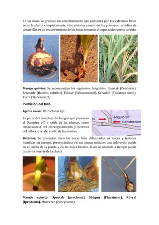 En las hojas se produce un amarillamiento que comienza por los extremos hasta
secar la planta completamente; otro síntoma común en los primeros estadios de
desarrollo, es un encurvamiento de las hojas tomando el aspecto de cuerno torcido.




Manejo químico: Se recomiendan los siguientes fungicidas: Sportak (Procloraz),
Serenade (Bacillus subtillis), Folicur (Tebuconazole), Cercobín (Tiofanato metil),
Tecto (Tiabendazol).

Pudrición del tallo

Agente causal: Rhizoctonia spp.

Es parte del complejo de hongos que provocan
el Dumping off, o caída de las plantas, como
consecuencia del estrangulamiento y necrosis
del tallo a nivel del cuello de las plantas.

Síntomas: Se presentan manchas secas bien delimitadas en raíces y lesiones
hundidas en cormos, presentándose en sus atapas iniciales una coloración parda
en el cuello de la planta y en las hojas basales. Si no se controla a tiempo puede
causar la muerte de la planta.




Manejo químico: Sportak (procloraz),           Shogun     (Fluazinam),    Rovral
(Iprodiona), Monceren (Pencycuron).
 