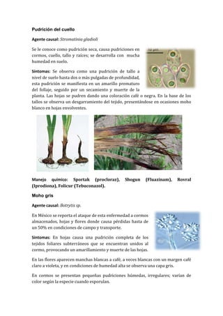 Pudrición del cuello

Agente causal: Stromatinia gladioli

Se le conoce como pudrición seca, causa pudriciones en
cormos, cuello, tallo y raíces; se desarrolla con mucha
humedad en suelo.

Síntomas: Se observa como una pudrición de tallo a
nivel de suelo hasta dos o más pulgadas de profundidad,
esta pudrición se manifiesta en un amarillo prematuro
del follaje, seguido por un secamiento y muerte de la
planta. Las hojas se pudren dando una coloración café o negra. En la base de los
tallos se observa un desgarramiento del tejido, presentándose en ocasiones moho
blanco en hojas envolventes.




Manejo químico: Sportak (procloraz),           Shogun     (Fluazinam),    Rovral
(Iprodiona), Folicur (Tebuconazol).

Moho gris

Agente causal: Botrytis sp.

En México se reporta el ataque de esta enfermedad a cormos
almacenados, hojas y flores donde causa pérdidas hasta de
un 50% en condiciones de campo y transporte.

Síntomas: En hojas causa una pudrición completa de los
tejidos foliares subterráneos que se encuentran unidos al
cormo, provocando un amarillamiento y muerte de las hojas.

En las flores aparecen manchas blancas a café, a veces blancas con un margen café
claro a violeta, y en condiciones de humedad alta se observa una capa gris.

En cormos se presentan pequeñas pudriciones húmedas, irregulares; varían de
color según la especie cuando esporulan.
 
