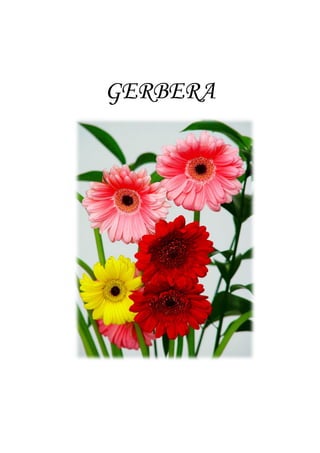 GERBERA
 