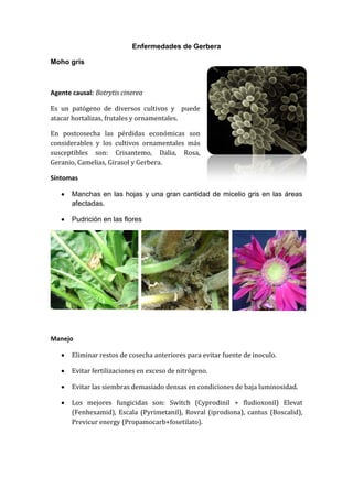 Enfermedades de Gerbera

Moho gris



Agente causal: Botrytis cinerea

Es un patógeno de diversos cultivos y puede
atacar hortalizas, frutales y ornamentales.

En postcosecha las pérdidas económicas son
considerables y los cultivos ornamentales más
susceptibles son: Crisantemo, Dalia, Rosa,
Geranio, Camelias, Girasol y Gerbera.

Síntomas

      Manchas en las hojas y una gran cantidad de micelio gris en las áreas
       afectadas.

      Pudrición en las flores




Manejo

      Eliminar restos de cosecha anteriores para evitar fuente de inoculo.

      Evitar fertilizaciones en exceso de nitrógeno.

      Evitar las siembras demasiado densas en condiciones de baja luminosidad.

      Los mejores fungicidas son: Switch (Cyprodinil + fludioxonil) Elevat
       (Fenhexamid), Escala (Pyrimetanil), Rovral (iprodiona), cantus (Boscalid),
       Previcur energy (Propamocarb+fosetilato).
 