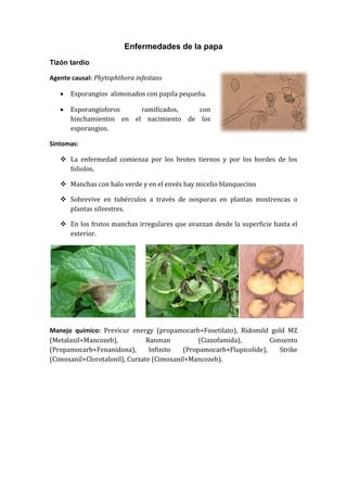Enfermedades de la papa
Tizón tardío

Agente causal: Phytophthora infestans

      Esporangios alimonados con papila pequeña.

      Esporangioforos    ramificados,   con
       hinchamientos en el nacimiento de los
       esporangios.

Síntomas:

    La enfermedad comienza por los brotes tiernos y por los bordes de los
     foliolos.

    Manchas con halo verde y en el envés hay micelio blanquecino

    Sobrevive en tubérculos a través de oosporas en plantas mostrencas o
     plantas silvestres.

    En los frutos manchas irregulares que avanzan desde la superficie hasta el
     exterior.




Manejo químico: Previcur energy (propamocarb+Fosetilato), Ridomild gold MZ
(Metalaxil+Mancozeb),           Ranman          (Ciazofamida),        Consento
(Propamocarb+Fenanidona),        Infinito  (Propamocarb+Flupicolide),    Strike
(Cimoxanil+Clorotalonil), Curzate (Cimoxanil+Mancozeb).
 