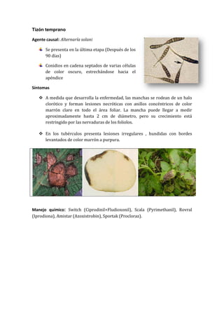 Tizón temprano

Agente causal: Alternaría solani

       Se presenta en la última etapa (Después de los
       90 días)

       Conidios en cadena septados de varias células
       de color oscuro, estrechándose hacia el
       apéndice

Síntomas

    A medida que desarrolla la enfermedad, las manchas se rodean de un halo
     clorótico y forman lesiones necróticas con anillos concéntricos de color
     marrón claro en todo el área foliar. La mancha puede llegar a medir
     aproximadamente hasta 2 cm de diámetro, pero su crecimiento está
     restringido por las nervaduras de los foliolos.

    En los tubérculos presenta lesiones irregulares , hundidas con bordes
     levantados de color marrón a purpura.




Manejo químico: Switch (Ciprodinil+Fludioxonil), Scala (Pyrimethanil), Rovral
(Iprodiona), Amistar (Azoxistrobin), Sportak (Procloraz).
 