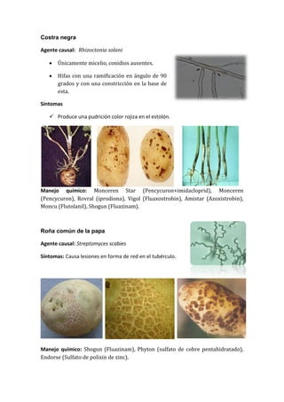 Costra negra

Agente causal: Rhizoctonia solani

      Únicamente micelio, conidios ausentes.

      Hifas con una ramificación en ángulo de 90
       grados y con una constricción en la base de
       esta.

Síntomas

    Produce una pudrición color rojiza en el estolón.




Manejo químico: Monceren Star (Pencycuron+imidacloprid), Monceren
(Pencycuron), Rovral (iprodiona), Vigol (Fluaxostrobin), Amistar (Azoxistrobin),
Moncu (Flutolanil), Shogun (Fluazinam).



Roña común de la papa

Agente causal: Streptomyces scabies

Síntomas: Causa lesiones en forma de red en el tubérculo.




Manejo químico: Shogun (Fluazinam), Phyton (sulfato de cobre pentahidratado),
Endorse (Sulfato de polixin de zinc).
 