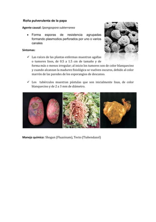 Roña pulverulenta de la papa

Agente causal: Spongospora subterranea

      Forma esporas de resistencia agrupadas
       formando plasmodios perforados por uno o varios
       canales

Síntomas:

    Las raíces de las plantas enfermas muestran agallas
     o tumores lisos, de 0.5 a 1.5 cm de tamaño y de
     forma más o menos irregular; al inicio los tumores son de color blanquecino
     y cuando alcanzan la madurez fisiológica se vuelven oscuros, debido al color
     marrón de las paredes de los esporangios de descanso.

    Los tubérculos muestran pústulas que son inicialmente lisas, de color
     blanquecino y de 2 a 3 mm de diámetro.




Manejo químico: Shogun (Fluazinam), Tecto (Tiabendazol)
 