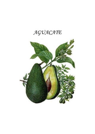 AGUACATE
 