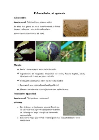 Enfermedades del aguacate
Antracnosis

Agente causal: Colletotrichum gloesporioides

El daño más grave es en la inflorescencia y brotes
tiernos en los que causa lesiones hundidas.

Puede causar cuarteadura del fruto




Manejo:

    Podar ramas muertas antes de la floración

    Aspersiones de fungicidas: Oxicloruro de cobre, Maneb, Captan, Zineb,
     Thiabendazol, Promil: en yema inchada.

    Remover hojas muertas entre y del dosel del árbol

    Remover frutos infectados adheridos al árbol

    Manejo cuidadoso de la fruta (evitar daños en la cáscara).

Tristeza del aguacatero

Agente causal: Phytophthora cinammomi

Síntomas:

   o Los síntomas se inician con un amarillamiento
     de las hojas el cual puede desaparecer durante
     un tiempo para luego resurgir de forma más
     pronunciada.
   o Las nuevas hojas que brotan son más pequeñas o acucharadas de color
     verde claro.
 