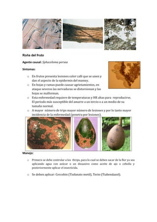 Roña del fruto

Agente causal: Sphaceloma persea

Síntomas:

   o En frutos presenta lesiones color café que se unen y
     dan el aspecto de la epidermis del mamey.
   o En hojas y ramas puede causar agrietamientos, en
     ataque severos las nervaduras se distorsionan y las
     hojas se malforman.
   o Esta enfermedad requiere de temperaturas y HR altas para reproducirse.
     El periodo más susceptible del amarre a un tercio o a un medio de su
     tamaño normal.
   o A mayor número de trips mayor número de lesiones y por lo tanto mayor
     incidencia de la enfermedad (penetra por lesiones).




Manejo:

   o   Primero se debe controlar a los thrips, para lo cual se deben sacar de la flor ya sea
       aplicando agua con azúcar o un disuasivo como aceite de ajo o cebolla y
       posteriormente aplicar el insecticida.

   o Se deben aplicar: Cercobin (Tiofanato metil), Tecto (Tiabendazol).
 