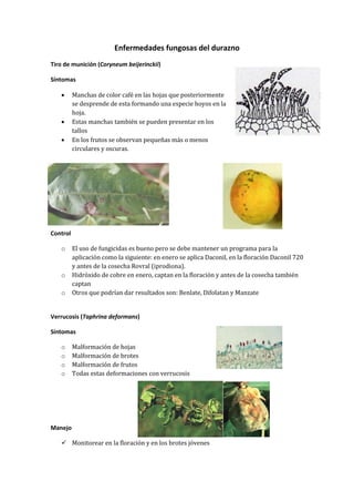 Enfermedades fungosas del durazno
Tiro de munición (Coryneum beijerinckii)

Síntomas

         Manchas de color café en las hojas que posteriormente
          se desprende de esta formando una especie hoyos en la
          hoja.
         Estas manchas también se pueden presentar en los
          tallos
         En los frutos se observan pequeñas más o menos
          circulares y oscuras.




Control

   o      El uso de fungicidas es bueno pero se debe mantener un programa para la
          aplicación como la siguiente: en enero se aplica Daconil, en la floración Daconil 720
          y antes de la cosecha Rovral (iprodiona).
   o      Hidróxido de cobre en enero, captan en la floración y antes de la cosecha también
          captan
   o      Otros que podrían dar resultados son: Benlate, Difolatan y Manzate


Verrucosis (Taphrina deformans)

Síntomas

   o      Malformación de hojas
   o      Malformación de brotes
   o      Malformación de frutos
   o      Todas estas deformaciones con verrucosis




Manejo

    Monitorear en la floración y en los brotes jóvenes
 