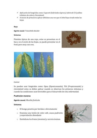  Aplicación de fungicidas como: Cupravit (hidróxido cúprico), Sultricob 53 (sulfato
      tribásico de cobre), Clorotalonil
     A inicios de primavera aplicar difolatan una vez que el árbol haya tirado todas las
      hojas


Roya

Agente causal: Tranzchelia discolor

Síntomas

Pústulas típicas de una roya, estas se presentan en el
haz y en el envés de las hojas, se puede presentar en el
fruto pero muy rara vez.




Control

Se pueden usar fungicidas como: Opus (Epoxiconazole), Tilt (Propiconazole) y
clorotalonil estos se deben aplicar cuando se observan los primeros síntomas y
cuando las condiciones sean favorables para el desarrollo de esta enfermedad.

Pudrición morena

Agente causal: Monilia frutícola

Síntomas

    o El hongo penetra por heridas o directamente

    o Ocasiona una lesión de color café, causa pudrición
      y esporulación abundante

    o Deshidrata los frutos (momias) y secreta toxinas.
 