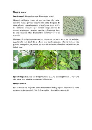Mancha negra

Agente causal: Marssonina rosae (Diplocarpon rosae)

El micelio del hongo es subcuticular, con desarrollo radial,
incoloro cuando joven y oscuro más tarde. Después de
desarrollarse vegetativamente, el patógeno forma sobre
las manchas acervulos que rompen irregularmente la
cutícula y contienen conidios bicelulares, hialinos y lisos.
La fase sexual es difícil de encontrar y corresponde a un
apotecio.

Síntomas: El patógeno causa manchas negras casi circulares en el haz de las hojas,
cuyo tamaño varía desde 0.5 a 1.2 cm, pero pueden coalescer y formar lesiones más
grandes e irregulares; se pueden notar un amarillamiento alrededor de la lesión o en
toda la hoja.




Epidemiología: Requiere una temperatura de 15-27°C, con el optimo en 24°C y una
película de agua sobre las hojas para la germinación.

Manejo químico

Este se realiza con fungicidas como: Propiconazol (Tillt) y algunas estrobirulinas como
son Amistar (Azoxistrobin), Flint (Trifloxistrobin) y Stroby (Kresoxim metil).
 