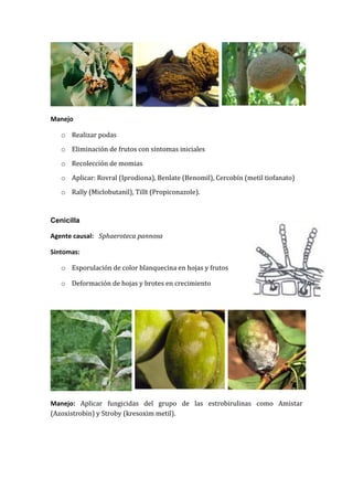 Manejo

   o Realizar podas

   o Eliminación de frutos con síntomas iniciales

   o Recolección de momias

   o Aplicar: Rovral (Iprodiona), Benlate (Benomil), Cercobín (metil tiofanato)

   o Rally (Miclobutanil), Tillt (Propiconazole).


Cenicilla

Agente causal: Sphaeroteca pannosa

Síntomas:

   o Esporulación de color blanquecina en hojas y frutos

   o Deformación de hojas y brotes en crecimiento




Manejo: Aplicar fungicidas del grupo de las estrobirulinas como Amistar
(Azoxistrobin) y Stroby (kresoxim metil).
 