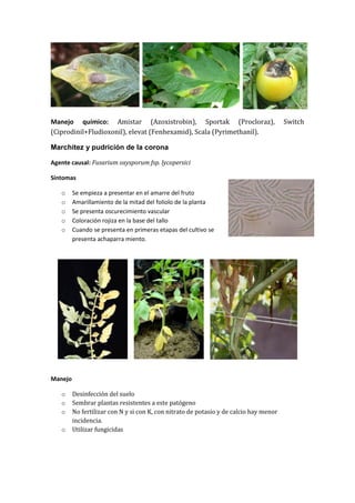 Manejo químico: Amistar (Azoxistrobin), Sportak (Procloraz),                            Switch
(Ciprodinil+Fludioxonil), elevat (Fenhexamid), Scala (Pyrimethanil).

Marchitez y pudrición de la corona

Agente causal: Fusarium oxysporum fsp. lycopersici

Síntomas

   o     Se empieza a presentar en el amarre del fruto
   o     Amarillamiento de la mitad del foliolo de la planta
   o     Se presenta oscurecimiento vascular
   o     Coloración rojiza en la base del tallo
   o     Cuando se presenta en primeras etapas del cultivo se
         presenta achaparra miento.




Manejo

   o     Desinfección del suelo
   o     Sembrar plantas resistentes a este patógeno
   o     No fertilizar con N y si con K, con nitrato de potasio y de calcio hay menor
         incidencia.
   o     Utilizar fungicidas
 