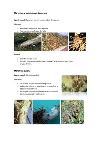 Marchitez y pudrición de la corona


Agente causal : Fusarium oxysporum fsp radicis- lycopersici

Síntomas

    o     Marchitez completa de toda la planta
    o     Necrosamiento en la base del tallo.




Control

    o     Desinfección del suelo
    o     Algunos fungicidas como Sportak (Procloraz), Rovral (Iprodiona), Vigold
          (Fluoxastrobin).


Marchitez sureña

Agente causal: Sclerotium rolfsii

Sintomas:

    o     Las plantas exiben una marchitez gradual
    o     La base del tallo se va secando y en su superficie se
          observa micelio blanco.
    o     En algunos casos se observan esclerocios blancos o
          achocolatados sobre las lesiones.
 