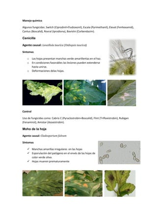 Manejo químico

Algunos fungicidas: Switch (Ciprodinil+Fludioxonil), Escala (Pyrimethanil), Elevat (Fenhexamid),
Cantus (Boscalid), Rovral (Iprodiona), Bavistin (Carbendazim).

Cenicilla

Agente causal: Leveillula taurica (Oidiopsis taurica)

Sintomas

    o     Las hojas presentan manchas verde-amarillentas en el haz.
    o     En condiciones favorables las lesiones pueden extenderse
          hasta unirse.
    o     Deformaciones delas hojas.




Control

Uso de fungicidas como: Cabrio C (Pyraclostrobin+Boscalid), Flint (Trifloxistrobin), Rubigan
(Fenamirol), Amistar (Azoxistrobin).

Moho de la hoja

Agente causal: Cladosporium fulvum

Síntomas

     Manchas amarillas irregulares en las hojas
     Esporulación del patógeno en el envés de las hojas de
      color verde oliva.
     Hojas mueren prematuramente
 