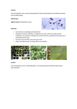Control

Uso de fungicidas como: Amistar (Azoxistrobin), Cheyene (Clorotalonil), Sico (Difenoconazole),
Flint (Trifloxistrobin).

Mancha gris

Agente causal: Stemphylium solani



Síntomas

    o     Se presenta en almácigos principalmente
    o     Pequeñas manchas redondas e irregulares de color café oscuro ligeramente
          hundidas y en ocasiones rodeadas de un halo clorótico, pudiendo estar dispersas o
          cubriendo toda la hoja.
    o     El centro de la mancha es de color gris claro
    o     Hojas amarillentas que se desprenden con facilidad




Control

Uso de fungicidas como: Tokat (Metalaxil + clorotalonil), Flint (Trifloxistrobin), Bravo
(Clorotalonil).
 