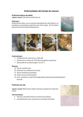 Enfermedades del tomate de cascara

Pudrición blanca de tallos
Agente causal: Sclerotinia esclerotiorum

Síntomas:
Pudrición de tallos, con un micelio abundante de color blanco, en
ocasiones se presentan esclerocios de color negro. En los frutos
hay presencia de micelio blanquecino.




Epidemiología
    Producción de esclerocios a 25% HR
    Esclerocios a menos de 15% HR no producen apotecios
    Desarrollo de la enfermedad a 16-21 °C

Manejo:
  a) Uso de semilla sana
  b) Eliminar los residuos de cosecha
  c) Hacer barbechos profundos
  d) Evitar excesos de humedad
  e) Usar productos como Rovral (Iprodiona), Bavistin (Carbendazim) ó
     derosal.


Pudrición de raíz

Agente causal: Rhizoctonia solani, Fusarium oxysporum, Fusarium
solani

Sintomatología:
    Clorosis, marchitez hasta la muerte de la planta.
    Amarillamiento que comienza en las hojas más bajas.
 