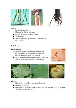 Manejo
   La rotación de cultivos
   Eliminar las plantas enfermas
   Utilizar semillas y plántulas sanas
   Solarización
   Tratar semilla con agua caliente (20 min a 50°C)
   Riegos ligeros


Tizón temprano

Sintomatología:
    Manchas circulares o angulosas de color café
      oscuro a negro, forman anillos concéntricos
      oscuros, rodeadas de un halo amarillo.
    En los frutos aparecen lesiones ovales o circulares
      oscuras y hundidas con anillos concéntricos.




Manejo:
   Eliminación de residuos vegetales infectados
   Rotación de cultivos.
   Además se recomienda el uso de productos como: Amistar (Azoxystrobin) y
     Serenade (Bacillus subtilis).
 