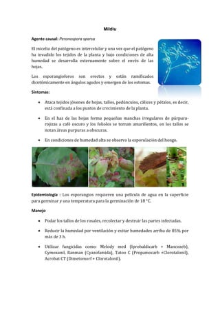 Mildiu

Agente causal: Peronospora sparsa

El micelio del patógeno es intercelular y una vez que el patógeno
ha invadido los tejidos de la planta y bajo condiciones de alta
humedad se desarrolla externamente sobre el envés de las
hojas.

Los esporangioforos son erectos y están ramificados
dicotómicamente en ángulos agudos y emergen de los estomas.

Síntomas:

      Ataca tejidos jóvenes de hojas, tallos, pedúnculos, cálices y pétalos, es decir,
       está confinada a los puntos de crecimiento de la planta.

      En el haz de las hojas forma pequeñas manchas irregulares de púrpura-
       rojizas a café oscuro y los foliolos se tornan amarillentos, en los tallos se
       notan áreas purpuras a obscuras.

      En condiciones de humedad alta se observa la esporulación del hongo.




Epidemiología : Los esporangios requieren una película de agua en la superficie
para germinar y una temperatura para la germinación de 18 °C.

Manejo

      Podar los tallos de los rosales, recolectar y destruir las partes infectadas.

      Reducir la humedad por ventilación y evitar humedades arriba de 85% por
       más de 3 h.

      Utilizar fungicidas como: Melody med (Iprobaldicarb + Mancozeb),
       Cymoxanil, Ranman (Cyazofamida), Tatoo C (Propamocarb +Clorotalonil),
       Acrobat CT (Dimetomorf + Clorotalonil).
 