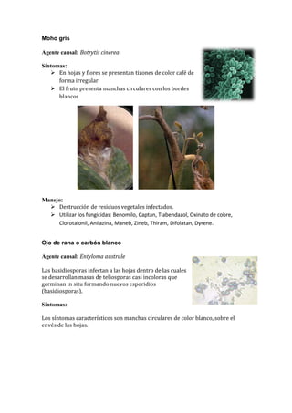 Moho gris

Agente causal: Botrytis cinerea

Síntomas:
    En hojas y flores se presentan tizones de color café de
      forma irregular
    El fruto presenta manchas circulares con los bordes
      blancos




Manejo:
   Destrucción de residuos vegetales infectados.
   Utilizar los fungicidas: Benomilo, Captan, Tiabendazol, Oxinato de cobre,
     Clorotalonil, Anilazina, Maneb, Zineb, Thiram, Difolatan, Dyrene.


Ojo de rana o carbón blanco

Agente causal: Entyloma australe

Las basidiosporas infectan a las hojas dentro de las cuales
se desarrollan masas de teliosporas casi incoloras que
germinan in situ formando nuevos esporidios
(basidiosporas).

Síntomas:

Los síntomas característicos son manchas circulares de color blanco, sobre el
envés de las hojas.
 