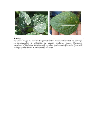 Manejo:
No existen fungicidas autorizados para el control de esta enfermedad; sin embargo
es recomendable la utilización de algunos productos como: Mancozeb,
(triadimefon) Bayleton, (triadimenol) Bayfidan, (carbendazim) Bastivin, (benomil)
Promyl, (zineb) Flonex Z y Oxicloruro de Cobre.
 