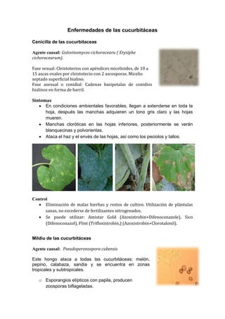 Enfermedades de las cucurbitáceas

Cenicilla de las cucurbitaceas

Agente causal: Golovinomyces cichoracearu ( Erysiphe
cichoracearum).

Fase sexual: Cleistotecios con apéndices micelioides, de 10 a
15 ascas ovales por cleistotecio con 2 ascosporas. Micelio
septado superficial hialino.
Fase asexual o conidial: Cadenas basipetalas de conidios
hialinos en forma de barril.

Síntomas
    En condiciones ambientales favorables, llegan a extenderse en toda la
      hoja, después las manchas adquieren un tono gris claro y las hojas
      mueren.
    Manchas cloróticas en las hojas inferiores, posteriormente se verán
      blanquecinas y polvorientas.
    Ataca el haz y el envés de las hojas, así como los peciolos y tallos.




Control
   Eliminación de malas hierbas y restos de cultivo. Utilización de plántulas
      sanas, no excederse de fertilizantes nitrogenados.
   Se puede utilizar: Amistar Gold (Azoxistrobin+Difenoconazole), Sico
      (Difenoconazol), Flint (Trifloxistrobin,) (Azoxistrobin+Clorotalonil).


Mildiu de las cucurbitáceas

Agente causal: Pseudoperonospora cubensis

Este hongo ataca a todas las cucurbitáceas: melón,
pepino, calabaza, sandia y se encuentra en zonas
tropicales y subtropicales.

   o Esporangios elípticos con papila, producen
     zoosporas biflageladas.
 