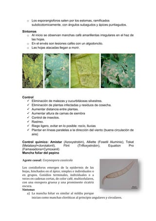 o Los esporangioforos salen por los estomas, ramificados
     subdicotomicamente, con ángulos subagudos y ápices puntiagudos.

Síntomas
   o Al inicio se observan manchas café amarillentas irregulares en el haz de
      las hojas.
   o En el envés son lesiones cafés con un algodoncito.
   o Las hojas atacadas llegan a morir.




Control
   Eliminación de malezas y cucurbitáceas silvestres.
   Eliminación de plantas infectadas y residuos de cosecha.
   Aumentar distancia entre plantas.
   Aumentar altura de camas de siembra
   Control de insectos.
   Rastreo.
   Riego ligero, evitar en lo posible: rocío, lluvias
   Plantar en líneas paralelas a la dirección del viento (buena circulación de
      aire)

Control químico: Amistar (Azoxystrobin), Alliette (Fosetil Aluminio), Tokat
(Metalaxyl+clorotalonil), Flint   (Trifloxystrobin),      Equation      Pro
(Famaxadona+Cymoxanil)
Mancha foliar del pepino

Agente causal: Corynespora cassiicola

Los conidioforos emergen de la epidermis de las
hojas, hinchados en el ápice, simples e individuales o
en grupos. Conidios terminales, individuales o a
veces en cadenas cortas, de color café, multicelulares,
con una exospora gruesa y una prominente cicatriz
oscura.
Síntomas
   a) La mancha foliar es similar al mildiu porque
       inician como manchas cloróticas al principio angulares y circulares.
 
