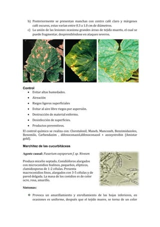 b) Posteriormente se presentan manchas con centro café claro y márgenes
      café oscuros, estas varían entre 0.3 a 1.0 cm de diámetros.
   c) La unión de las lesiones ocasiona grandes áreas de tejido muerto, el cual se
      puede fragmentar, desprendiéndose en ataques severos.




Control
   Evitar altas humedades.
      Aireación
      Riegos ligeros superficiales
      Evitar al aire libre riegos por aspersión.
      Destrucción de material enfermo.
      Desinfección de superficies.
      Productos preventivos.
El control químico se realiza con: Clorotalonil, Maneb, Mancozeb, Benzimidazoles,
Benomilo, Carbendazim , difenoconazol,difenoconazol + azoxystrobin (Amistar
gold).

Marchitez de las cucurbitáceas

Agente causal: Fusarium oxysporum f. sp. Niveum

Produce micelio septado, Conidióforos alargados
con microconidios hialinos, pequeños, elípticos,
clamidosporas de 1-2 células. Presenta
macroconidios finos, alargados con 3-5 células y de
pared delgada. La masa de los conidios es de color
ocre, rosa, amarillo.

Síntomas:

    Provoca un amarillamiento y enrollamiento de las hojas inferiores, en
     ocasiones es uniforme, después que el tejido muere, se torna de un color
 