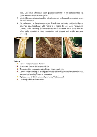 café. Las hojas afectadas caen prematuramente y en consecuencia se
     retarda el crecimiento de la planta
    Los tejidos vasculares atacados, principalmente en los pecíolos muestran un
     obscurecimiento.
    Para diagnosticar la enfermedad se debe hacer un corte longitudinal para
     observar una tonalidad café–rojizo a lo largo de los haces vasculares
     (ramas, tallos y raíces), y haciendo un corte transversal en la parte baja del
     tallo, debe apreciarse una coloración café oscura del tejido vascular
     (xilema).




Control
      Uso de variedades resistentes
      Plantar en suelos con buen drenaje
      Tratamientos químicos en almácigos e invernaderos.
      Uso de solarización y la incorporación de residuos que sirvan como sustrato
      a organismos antagónicos al patógeno.
      Aplicaciones de Trichoderma lignorum y Tiabendazol.
      Los fungicidas utlizados son:
 