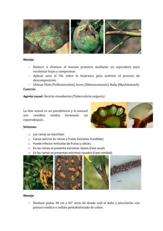Manejo

   - Reducir o eliminar el inoculo primario mediante un aspiradora para
      recolectar hojas y compostear.
   - Aplicar urea al 5% sobre la hojarasca para acelerar el proceso de
      descomposición.
   - Utilizar Flint (Trifloxistrobin), Score (Difenoconazole), Rally (Myclobutanil).
Cancros

Agente causal: Nectria cinnabarina (Tubercularia vulgaris).



La fase sexual es un pseudotecio y la asexual
son    conidios    unidos    formando     un
esporodoquio.

Síntomas:

   o   Las ramas se marchitan
   o   Causa cancros en ramas y frutos (Lesiones hundidas).
   o   Puede infectar lenticelas de frutos y cálices.
   o   En las ramas se presenta estromas rojizos (Fase ascal)
   o   En las ramas se presentan estromas rosados (Fase conidial).




Manejo

   - Realizar podas 30 cm a 45° atrás de donde está el daño y pincelarlas con
     pintura vinílica o sulfato pentahidratado de cobre.
 