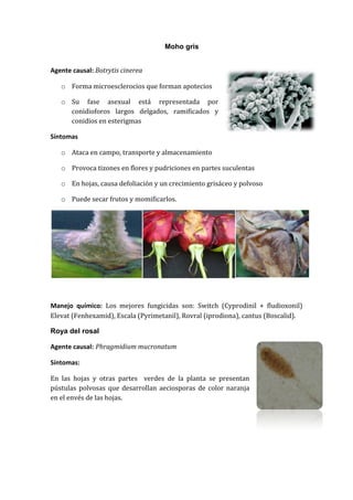 Moho gris


Agente causal: Botrytis cinerea

   o Forma microesclerocios que forman apotecios

   o Su fase asexual está representada por
     conidioforos largos delgados, ramificados y
     conidios en esterigmas

Síntomas

   o Ataca en campo, transporte y almacenamiento

   o Provoca tizones en flores y pudriciones en partes suculentas

   o En hojas, causa defoliación y un crecimiento grisáceo y polvoso

   o Puede secar frutos y momificarlos.




Manejo químico: Los mejores fungicidas son: Switch (Cyprodinil + fludioxonil)
Elevat (Fenhexamid), Escala (Pyrimetanil), Rovral (iprodiona), cantus (Boscalid).

Roya del rosal

Agente causal: Phragmidium mucronatum

Síntomas:

En las hojas y otras partes verdes de la planta se presentan
pústulas polvosas que desarrollan aeciosporas de color naranja
en el envés de las hojas.
 